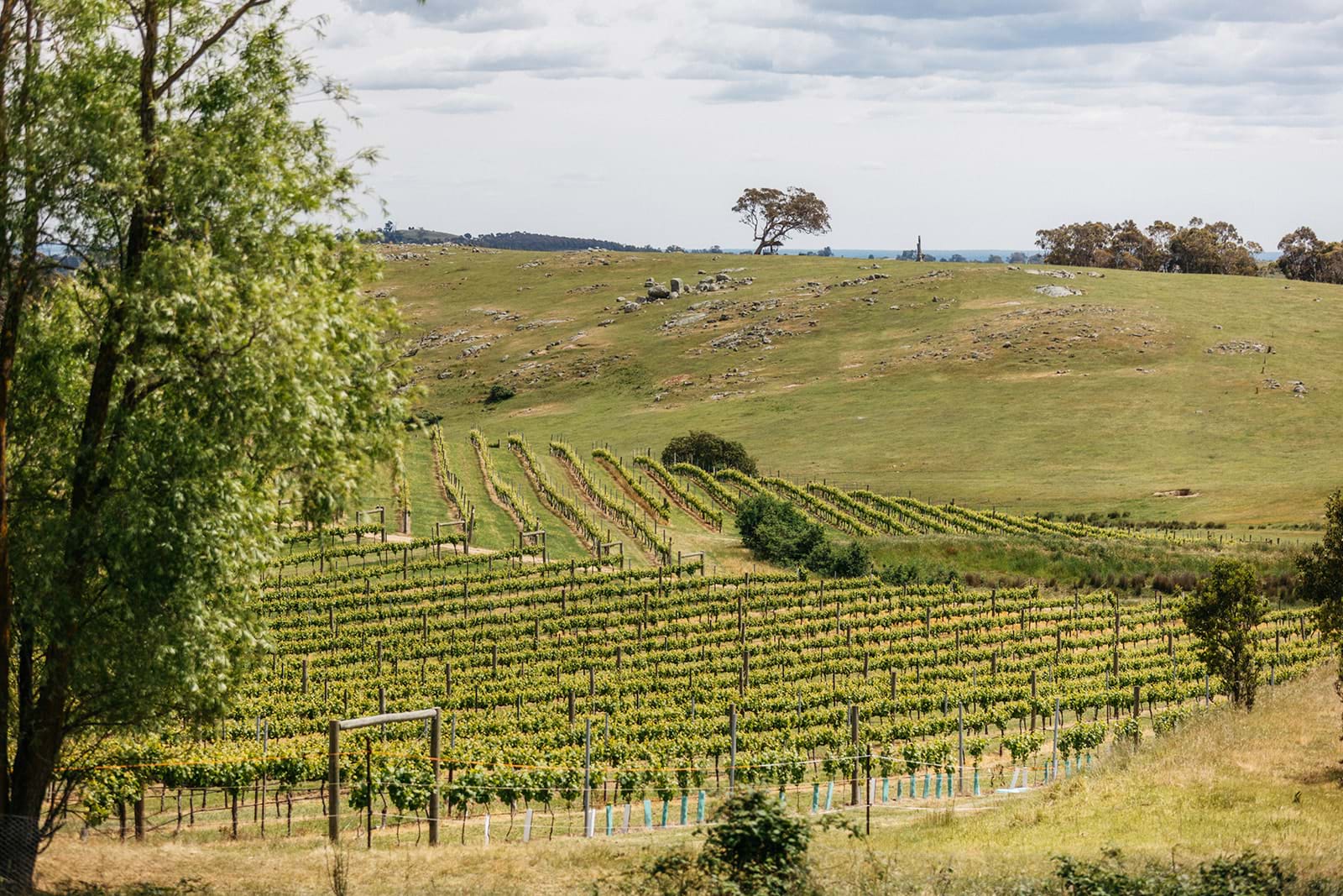 Welcome to the Macedon Ranges Wine Region
