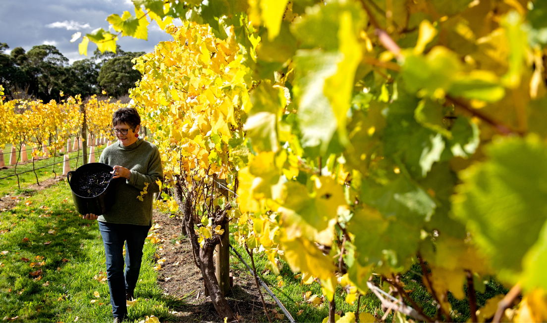 Macedon Ranges Wine Cool climate wines with a warm